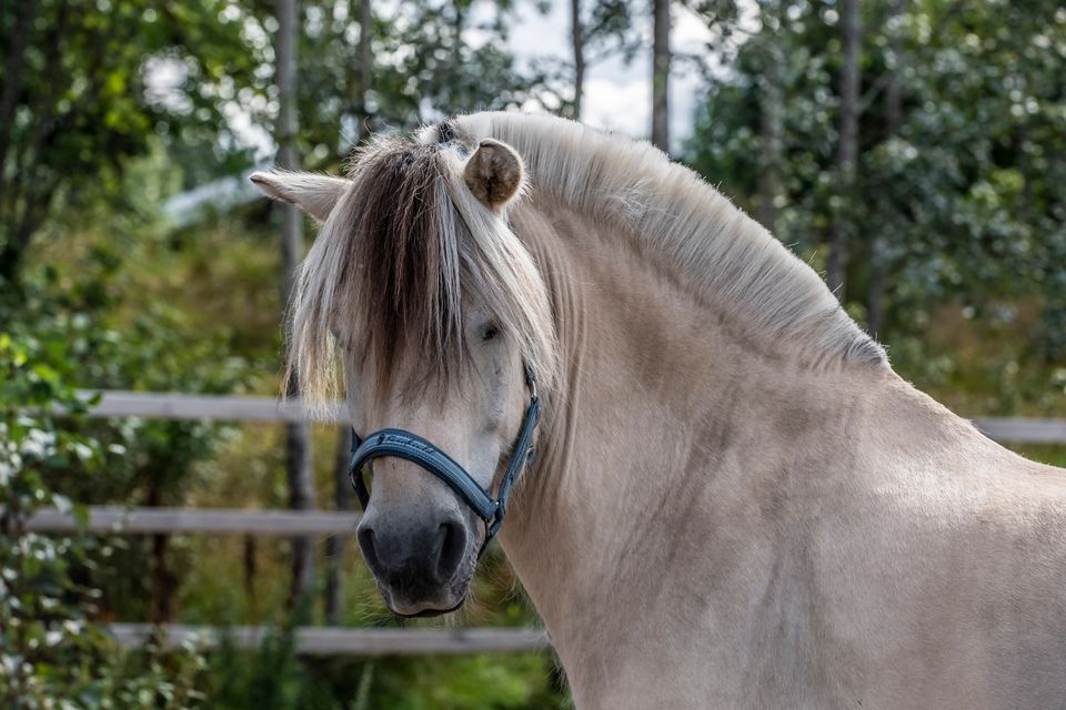Ein liten hund sym i ein norsk fjord, med ein fiskarbåt i nærleiken.