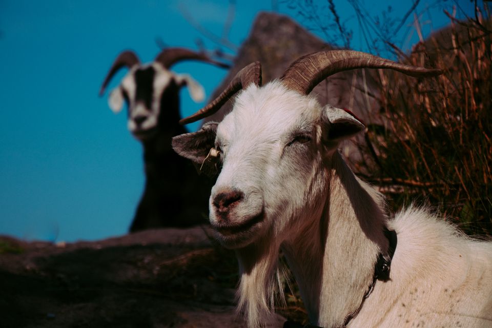 Sauen og geiti hev horn, men er ulike: geiti hev spisse øyro, sauen hev hengjande.
