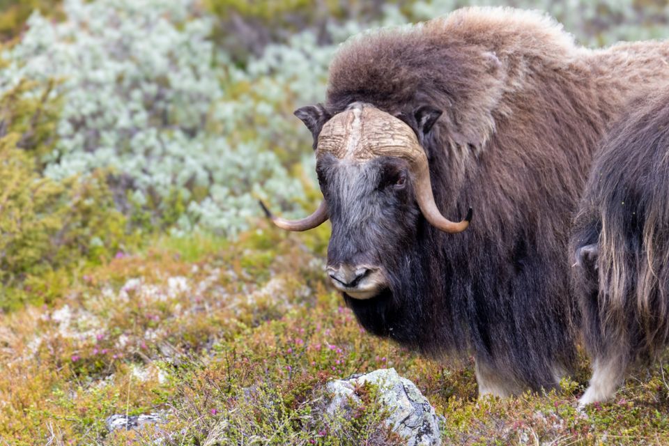 Turistar fylgjer ein førar til moskusflokken på Dovrefjell, med snødekte tindar i bakgrunnen.